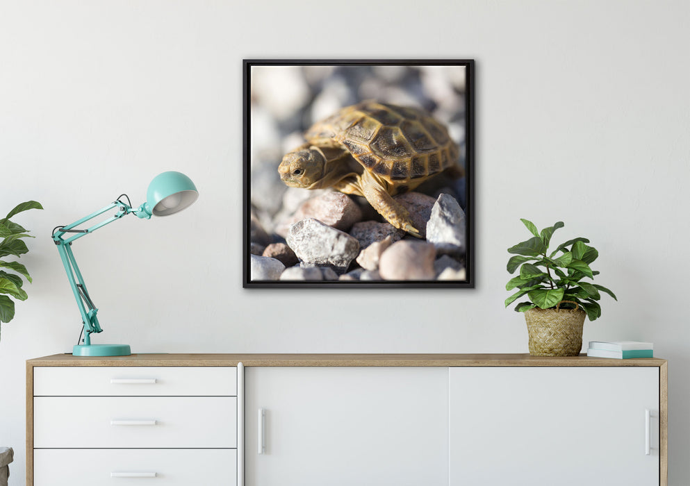 Kleine Schildkröte auf Leinwandbild gerahmt Quadratisch verschiedene Größen im Wohnzimmer