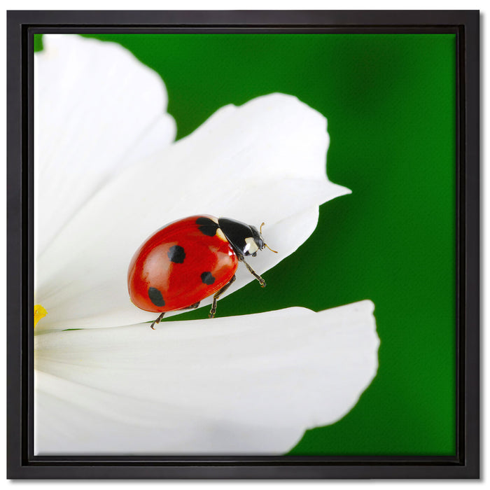 Marienkäfer auf Blüte auf Leinwandbild Quadratisch gerahmt Größe 40x40