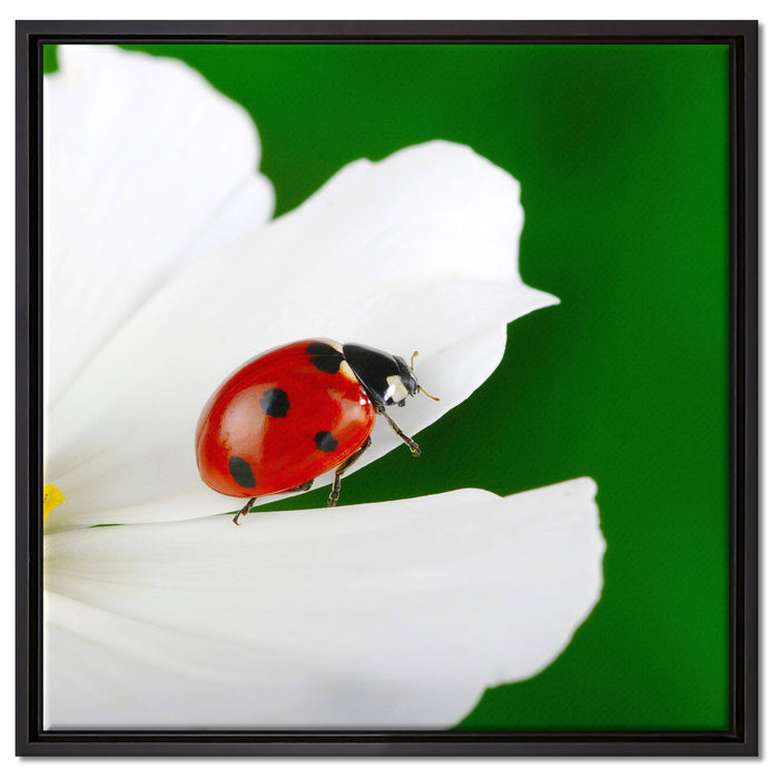 Marienkäfer auf Blüte auf Leinwandbild Quadratisch gerahmt Größe 60x60