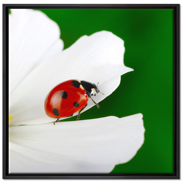 Marienkäfer auf Blüte auf Leinwandbild Quadratisch gerahmt Größe 70x70