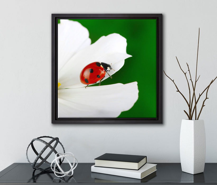 Marienkäfer auf Blüte  auf Leinwandbild Quadratisch gerahmt mit Kirschblüten