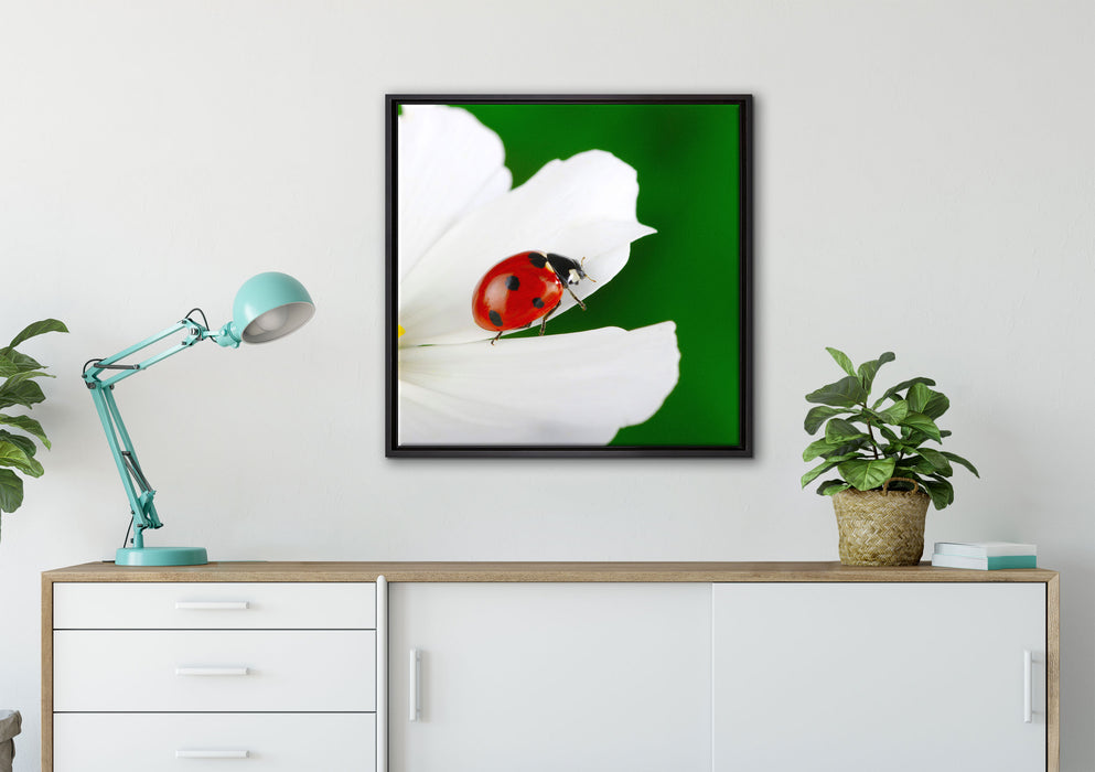 Marienkäfer auf Blüte auf Leinwandbild gerahmt Quadratisch verschiedene Größen im Wohnzimmer