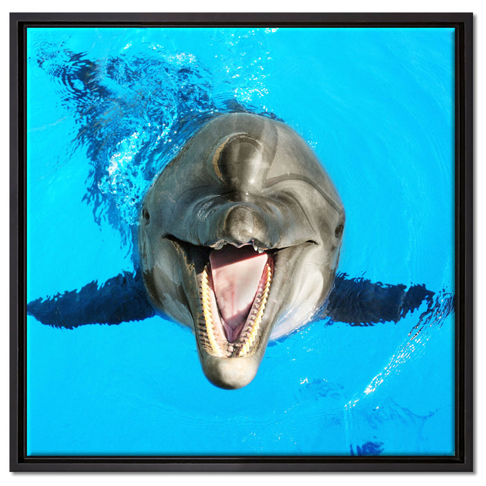 Delfin lacht auf Leinwandbild Quadratisch gerahmt Größe 60x60