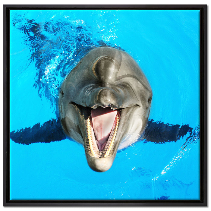 Delfin lacht auf Leinwandbild Quadratisch gerahmt Größe 70x70