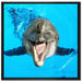 Delfin lacht auf Leinwandbild Quadratisch gerahmt Größe 70x70