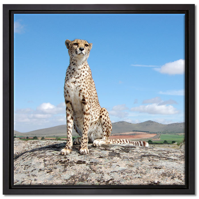 Wachsamer Gepard auf Leinwandbild Quadratisch gerahmt Größe 40x40
