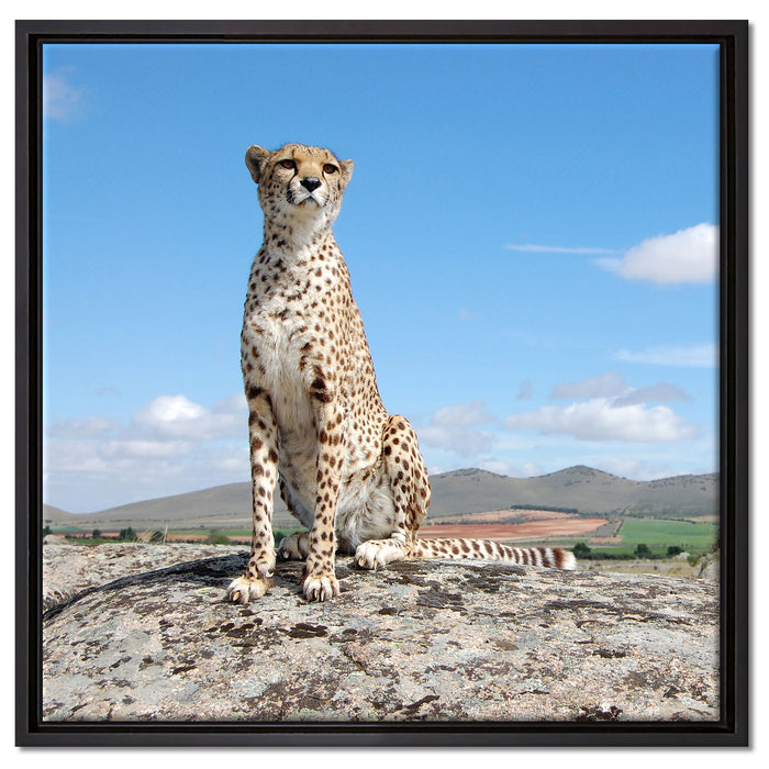 Wachsamer Gepard auf Leinwandbild Quadratisch gerahmt Größe 60x60