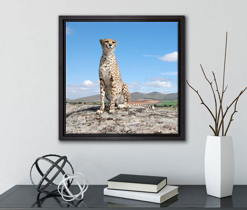 Wachsamer Gepard  auf Leinwandbild Quadratisch gerahmt mit Kirschblüten