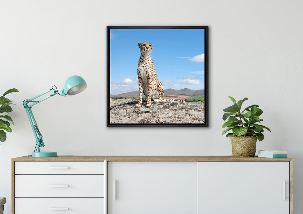 Wachsamer Gepard auf Leinwandbild gerahmt Quadratisch verschiedene Größen im Wohnzimmer
