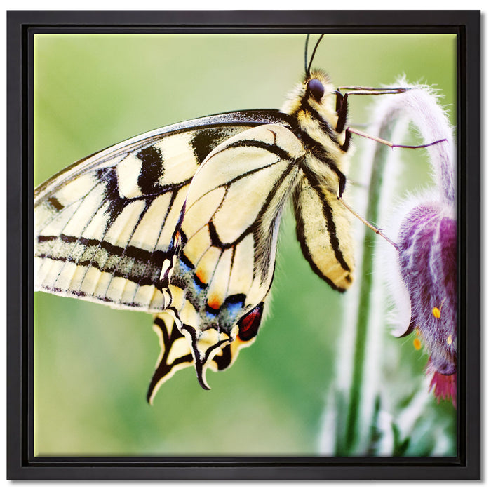 Schmetterling Schwalbenschwanz auf Leinwandbild Quadratisch gerahmt Größe 40x40