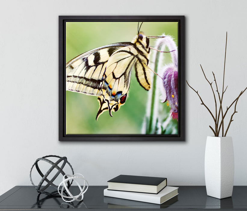 Schmetterling Schwalbenschwanz  auf Leinwandbild Quadratisch gerahmt mit Kirschblüten