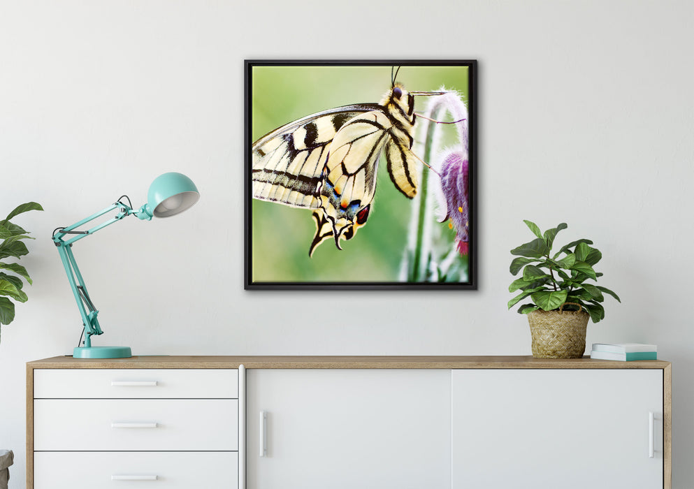 Schmetterling Schwalbenschwanz auf Leinwandbild gerahmt Quadratisch verschiedene Größen im Wohnzimmer