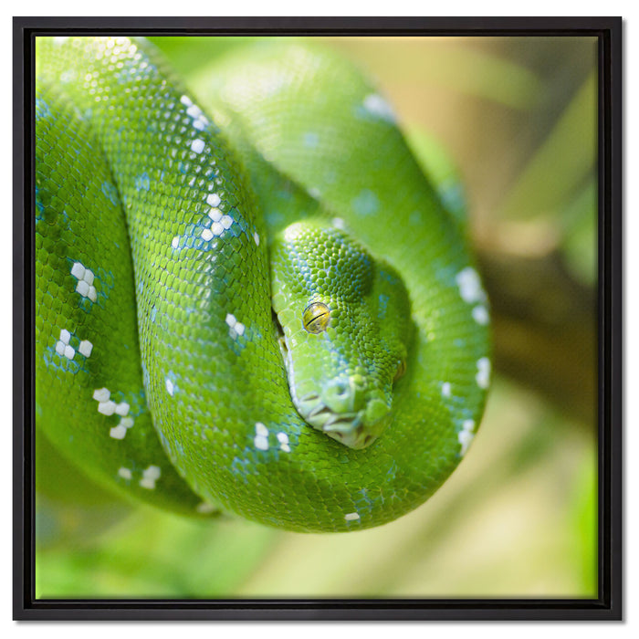 Grüne giftige Baumschlange auf Leinwandbild Quadratisch gerahmt Größe 60x60
