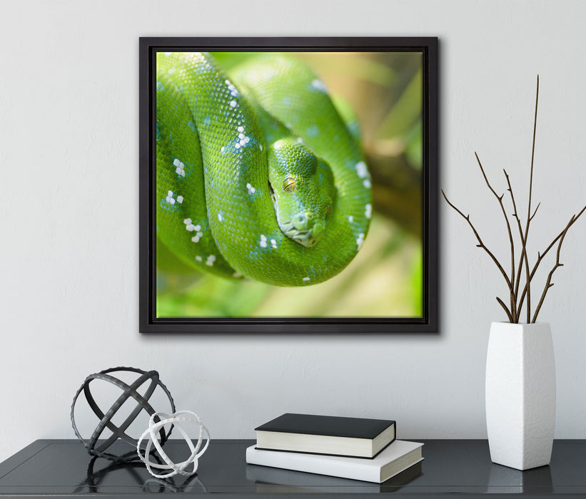 Grüne giftige Baumschlange  auf Leinwandbild Quadratisch gerahmt mit Kirschblüten