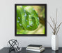 Grüne giftige Baumschlange  auf Leinwandbild Quadratisch gerahmt mit Kirschblüten