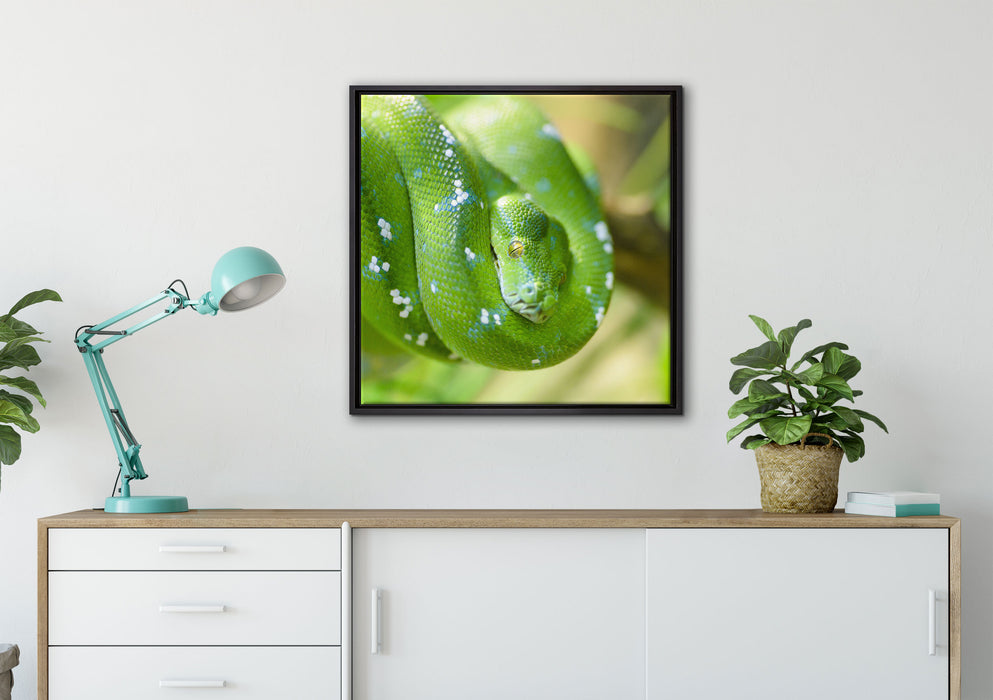 Grüne giftige Baumschlange auf Leinwandbild gerahmt Quadratisch verschiedene Größen im Wohnzimmer