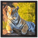 Stolzer Tiger auf Leinwandbild Quadratisch gerahmt Größe 40x40