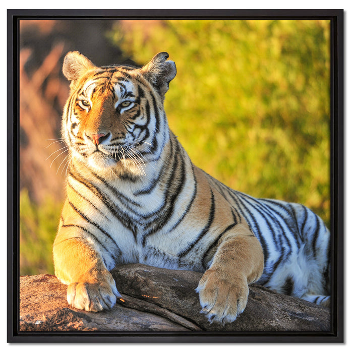 Stolzer Tiger auf Leinwandbild Quadratisch gerahmt Größe 60x60