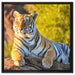 Stolzer Tiger auf Leinwandbild Quadratisch gerahmt Größe 60x60