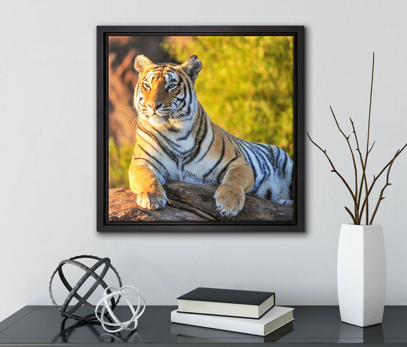 Stolzer Tiger  auf Leinwandbild Quadratisch gerahmt mit Kirschblüten