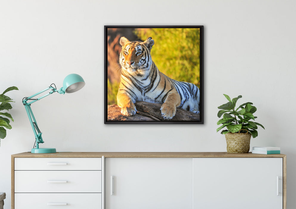 Stolzer Tiger auf Leinwandbild gerahmt Quadratisch verschiedene Größen im Wohnzimmer