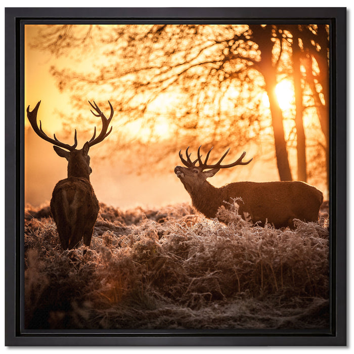 Hirsch Rivalen kämpfen auf Leinwandbild Quadratisch gerahmt Größe 40x40