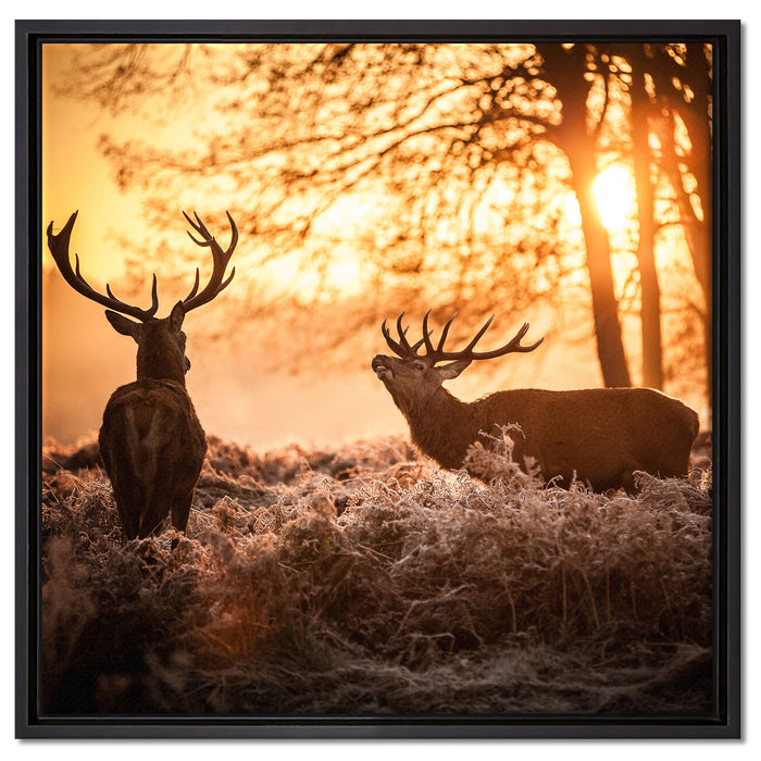 Hirsch Rivalen kämpfen auf Leinwandbild Quadratisch gerahmt Größe 60x60