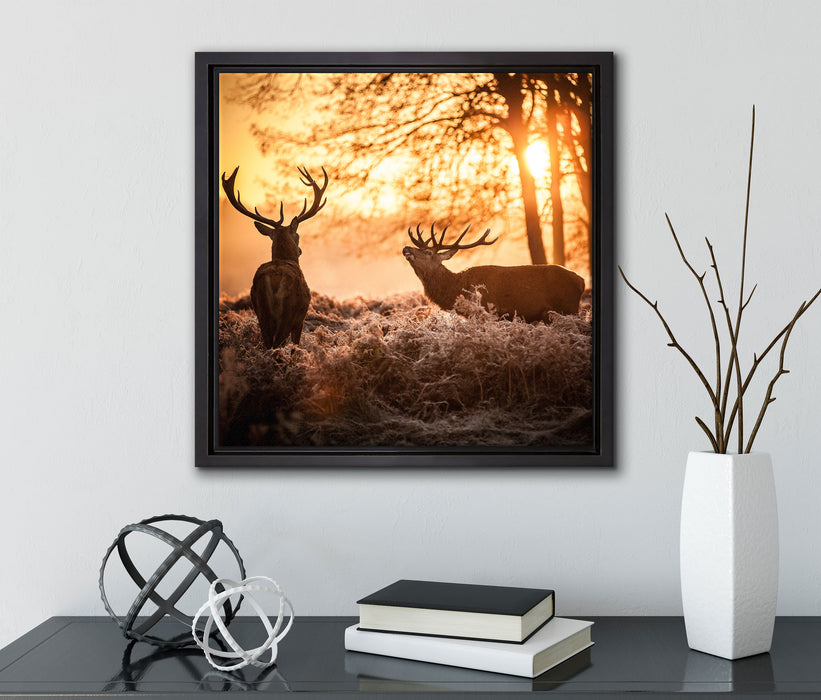 Hirsch Rivalen kämpfen  auf Leinwandbild Quadratisch gerahmt mit Kirschblüten