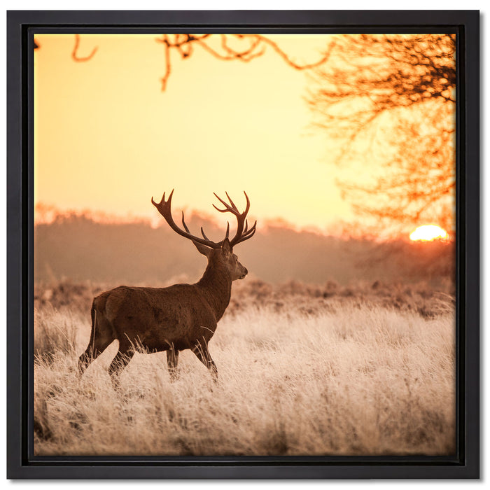 Hirsch im Sonnenuntergang auf Leinwandbild Quadratisch gerahmt Größe 40x40