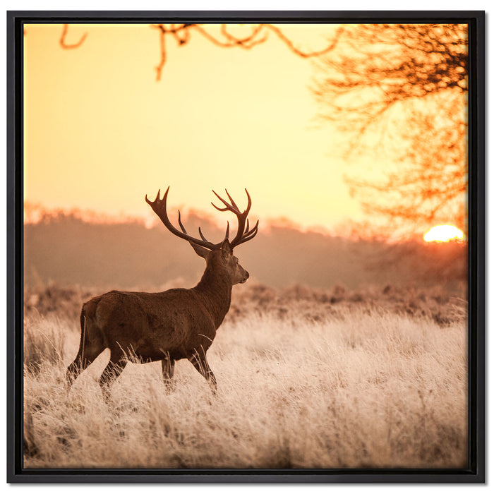 Hirsch im Sonnenuntergang auf Leinwandbild Quadratisch gerahmt Größe 70x70