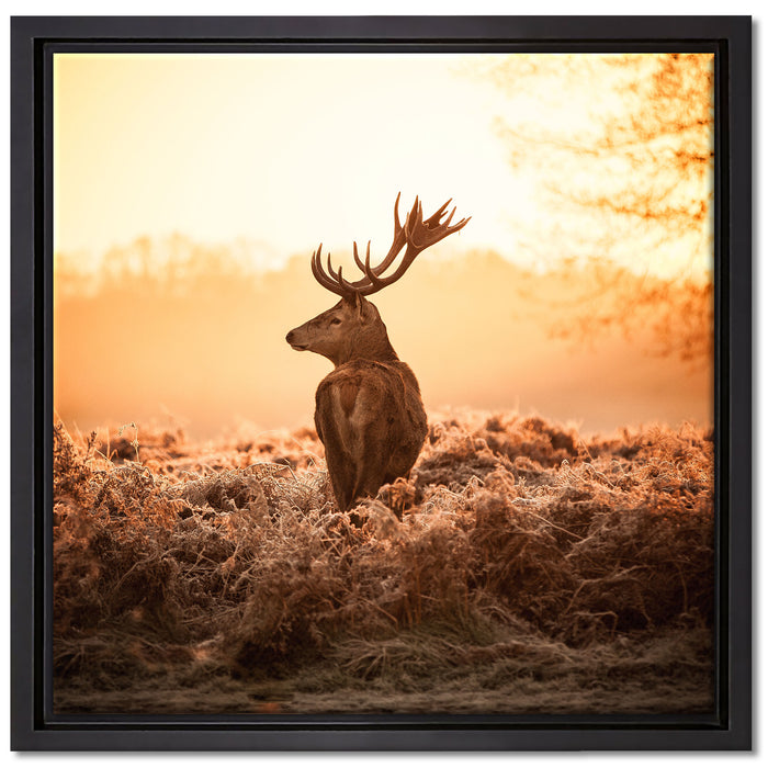 Stolzer Hirsch auf Leinwandbild Quadratisch gerahmt Größe 40x40