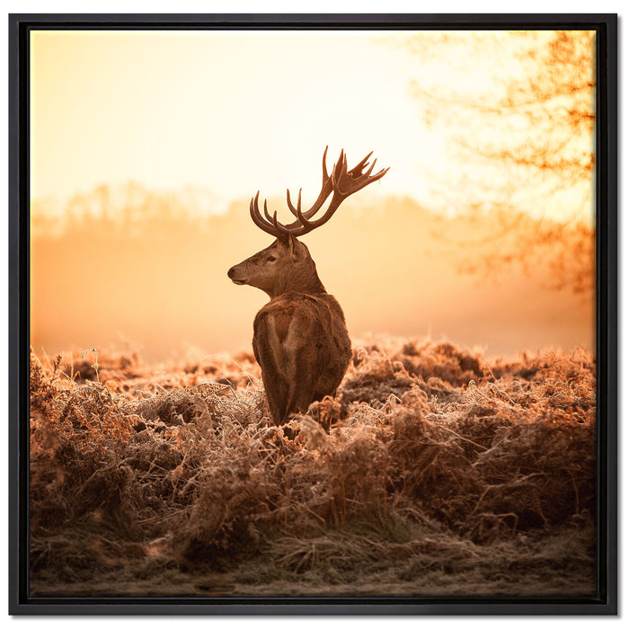 Stolzer Hirsch auf Leinwandbild Quadratisch gerahmt Größe 70x70