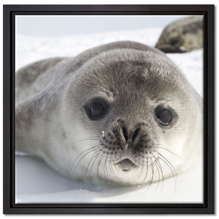Süßes Robben Baby auf Leinwandbild Quadratisch gerahmt Größe 40x40