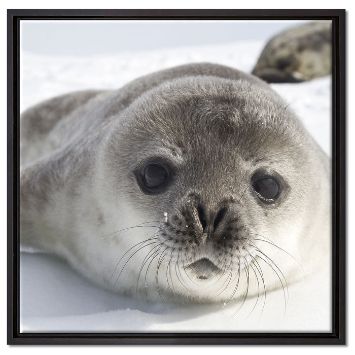 Süßes Robben Baby auf Leinwandbild Quadratisch gerahmt Größe 60x60