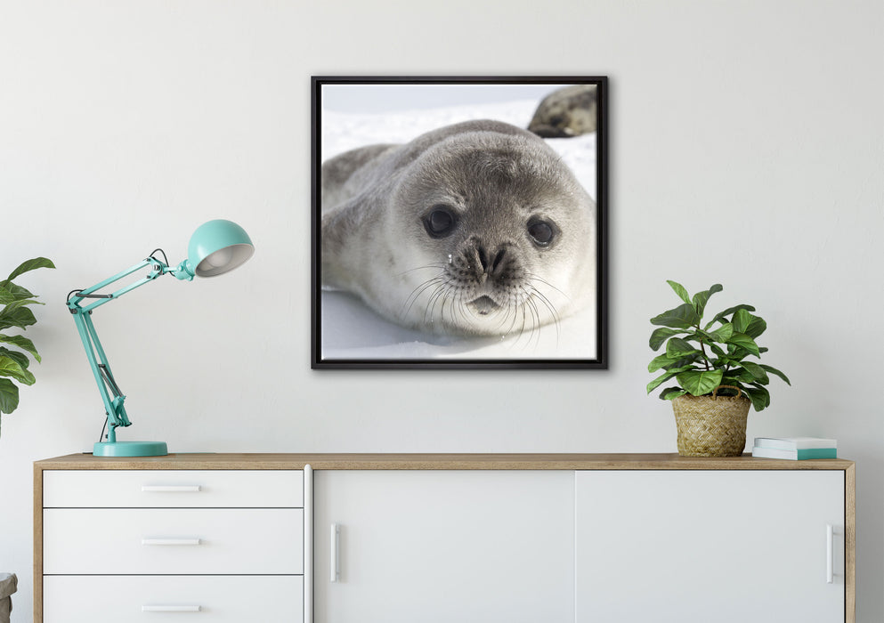 Süßes Robben Baby auf Leinwandbild gerahmt Quadratisch verschiedene Größen im Wohnzimmer