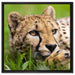 Gepard im Gras auf Leinwandbild Quadratisch gerahmt Größe 60x60
