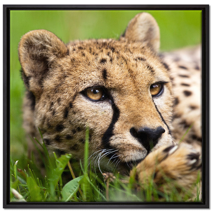 Gepard im Gras auf Leinwandbild Quadratisch gerahmt Größe 70x70