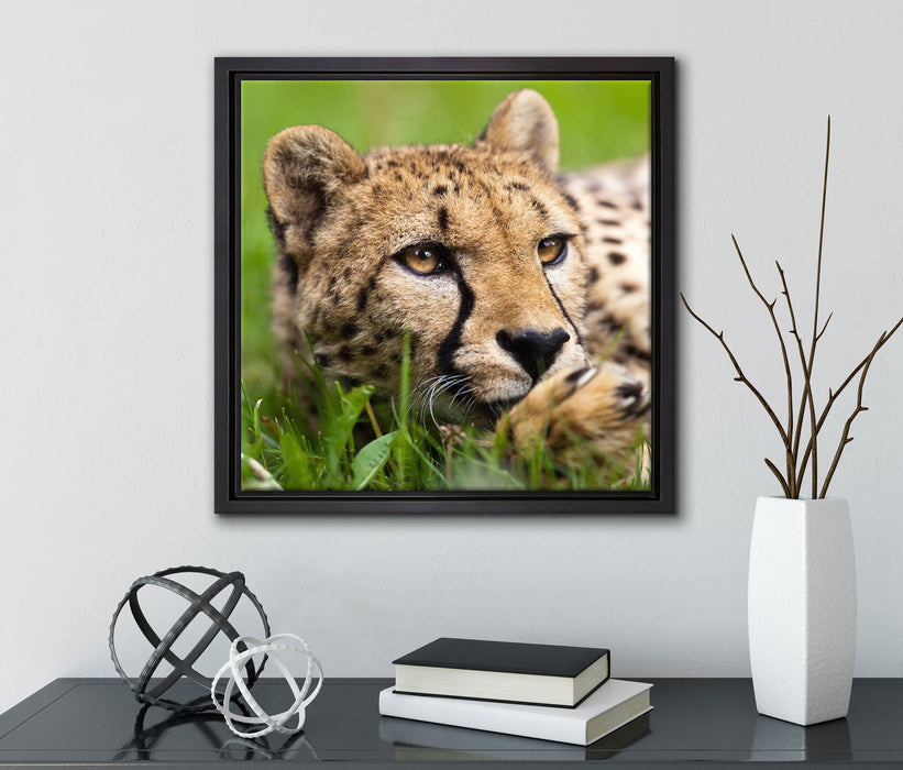 Gepard im Gras  auf Leinwandbild Quadratisch gerahmt mit Kirschblüten