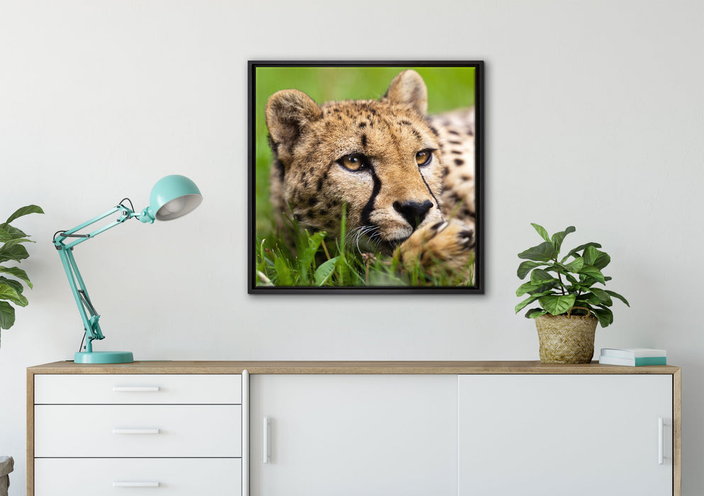 Gepard im Gras auf Leinwandbild gerahmt Quadratisch verschiedene Größen im Wohnzimmer