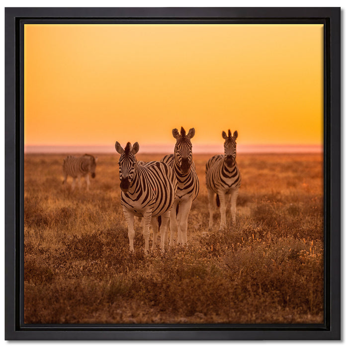 Zebra in der Savanne auf Leinwandbild Quadratisch gerahmt Größe 40x40
