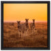 Zebra in der Savanne auf Leinwandbild Quadratisch gerahmt Größe 40x40