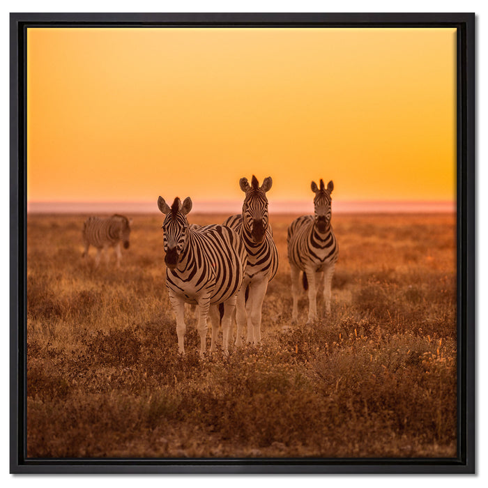 Zebra in der Savanne auf Leinwandbild Quadratisch gerahmt Größe 60x60