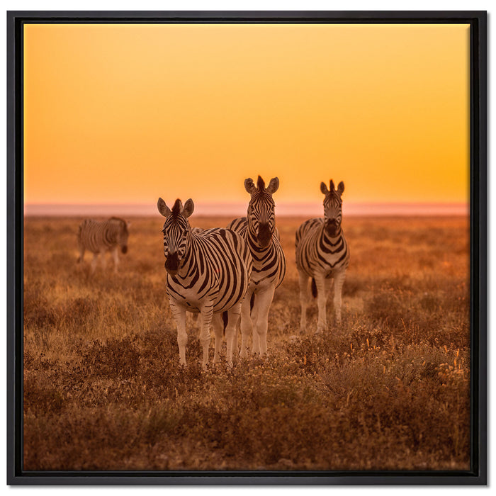 Zebra in der Savanne auf Leinwandbild Quadratisch gerahmt Größe 70x70