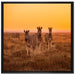 Zebra in der Savanne auf Leinwandbild Quadratisch gerahmt Größe 70x70