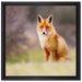 Listiger Fuchs auf Leinwandbild Quadratisch gerahmt Größe 40x40