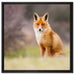 Listiger Fuchs auf Leinwandbild Quadratisch gerahmt Größe 60x60