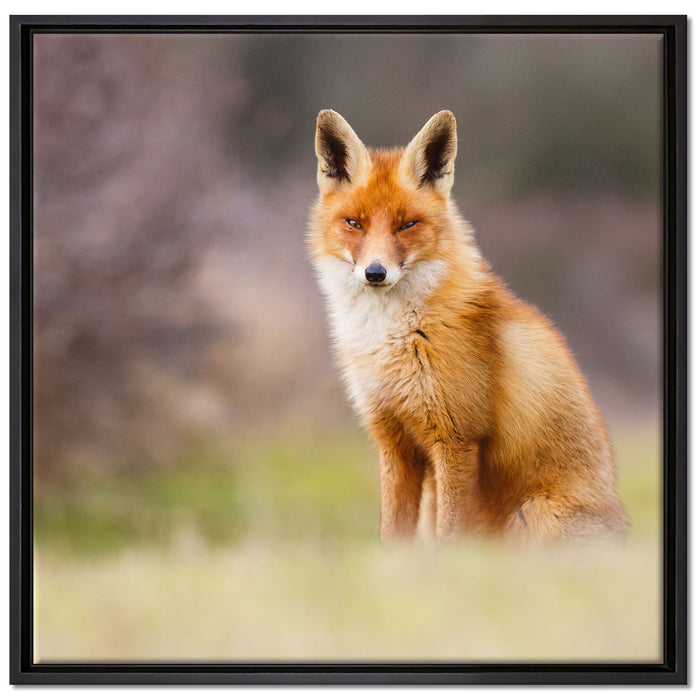 Listiger Fuchs auf Leinwandbild Quadratisch gerahmt Größe 70x70