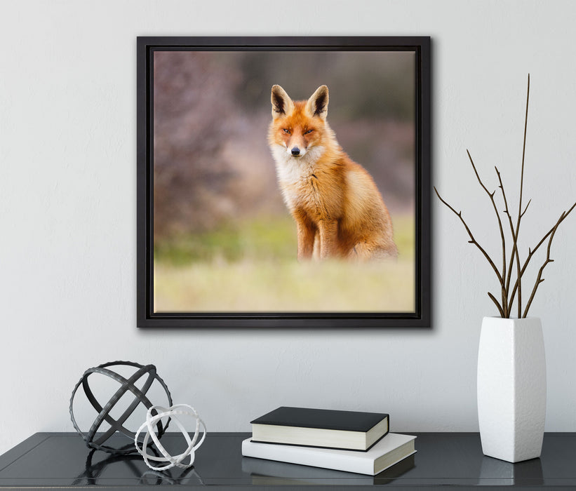 Listiger Fuchs  auf Leinwandbild Quadratisch gerahmt mit Kirschblüten