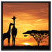 Giraffen im Sonnenuntergang auf Leinwandbild Quadratisch gerahmt Größe 60x60
