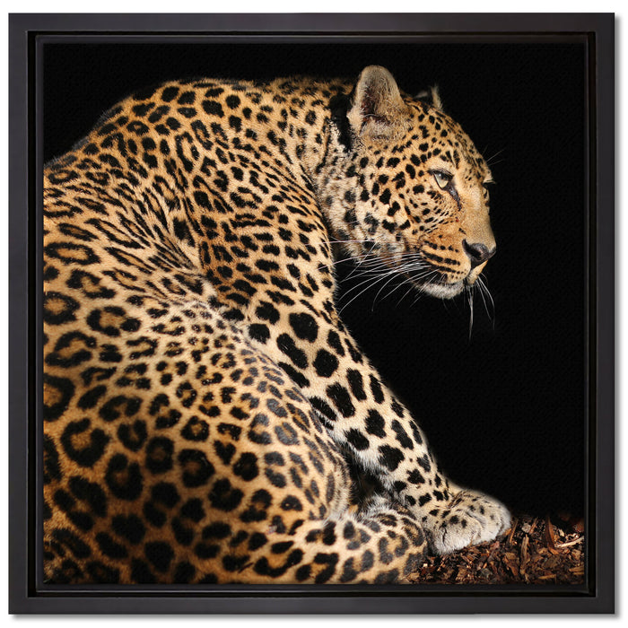 Anmutiger Leopard auf Leinwandbild Quadratisch gerahmt Größe 40x40